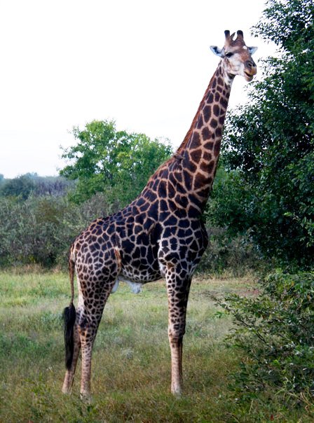 Wildlife Giraffe3